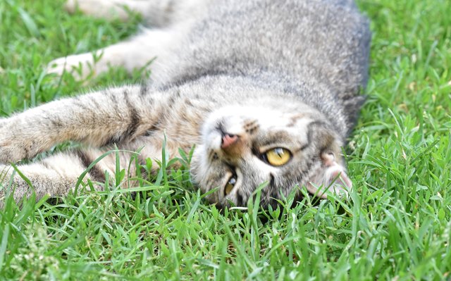 kitty stretching grass 4.jpg