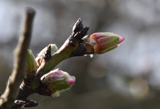 tree spring buds 1.jpg