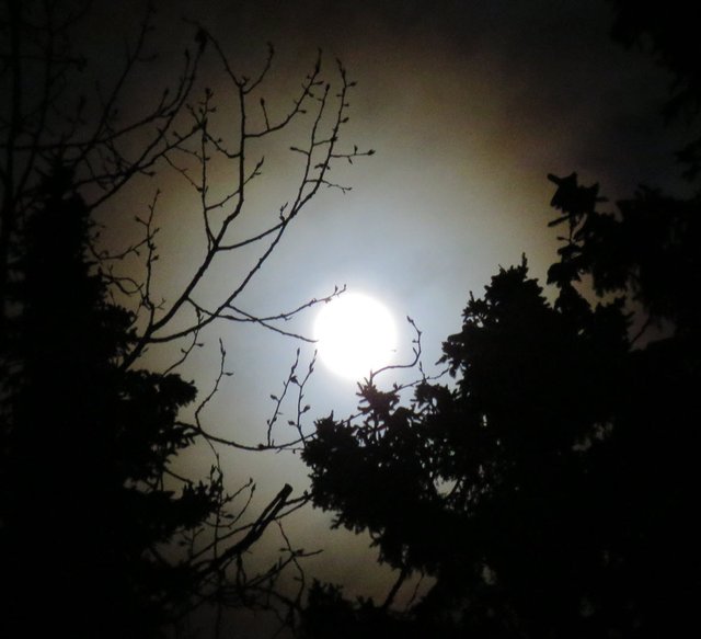 beautiful poplar and spruce silhouettes in front of bright full moon with colored rings Jan 10 2020.JPG