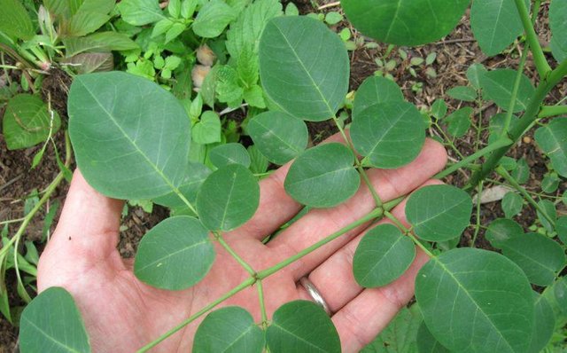 moringa00.jpg