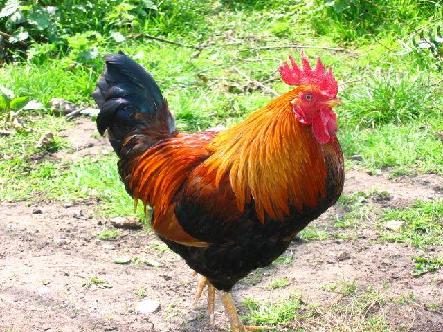 Feral_chicken_-_geograph.org.uk_-_5737.jpg