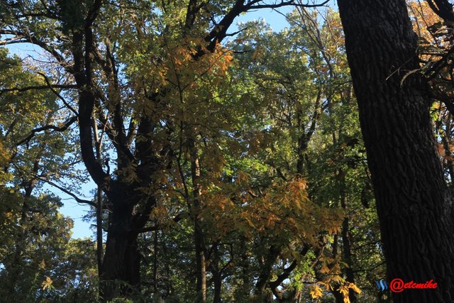 fall colors trees fontenelle forest landscape Fall0031.JPG