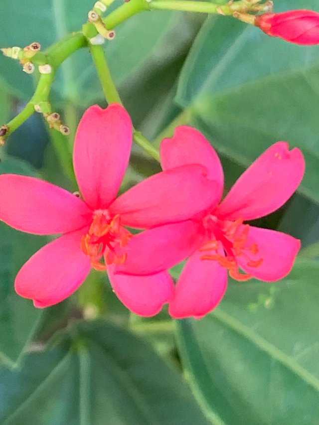 flower107.jpg