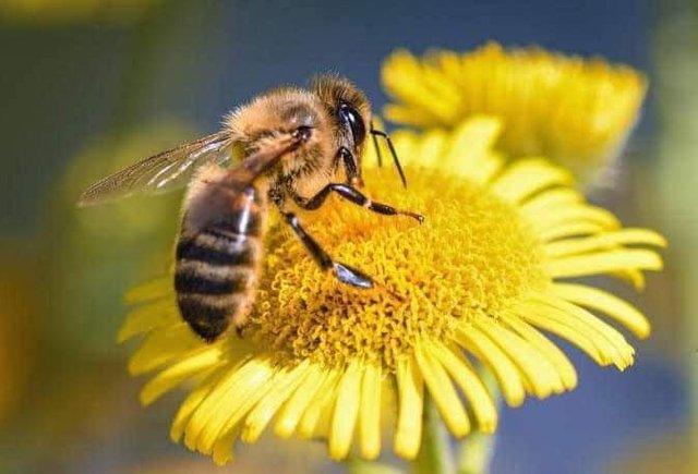 abeja.jpg