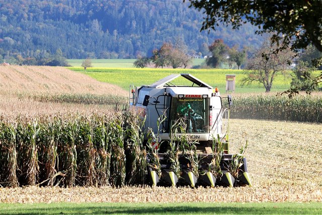 corn-harvest-4522039_1280.jpg