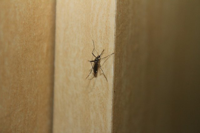 mosquito-347201_960_720.jpg