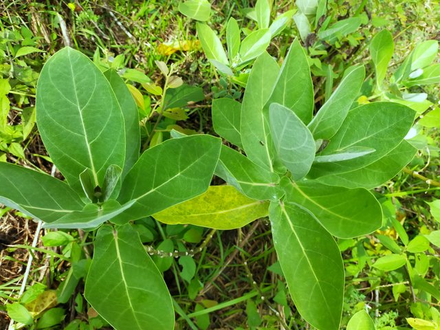 Thistle leaves (8).jpg