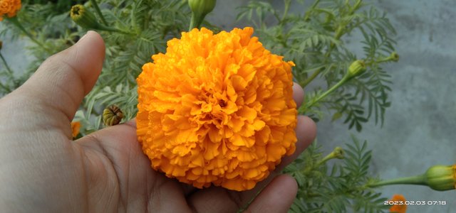 marigold 2.jpg