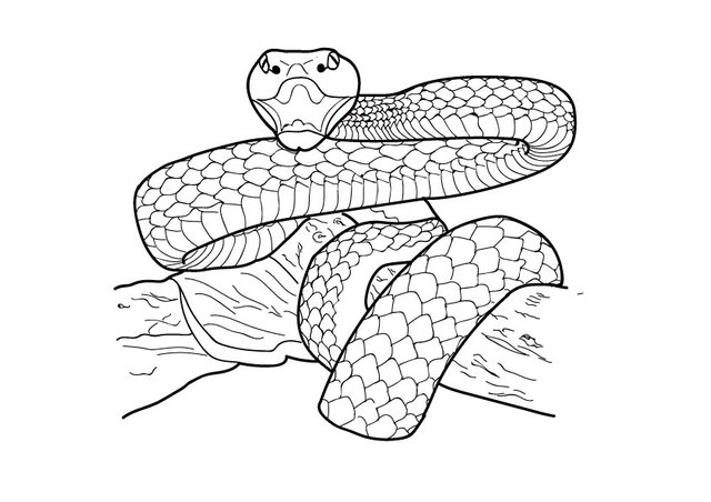 snake-lines.jpg