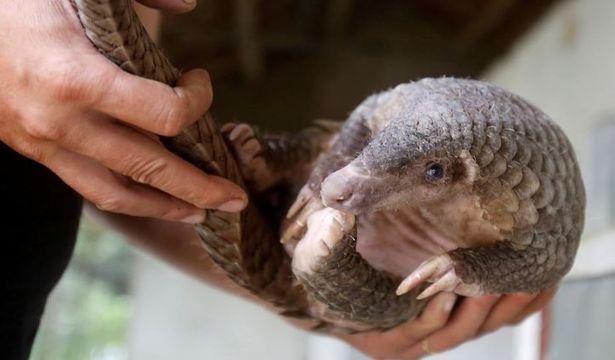 koronavirus_pangolin11.jpg