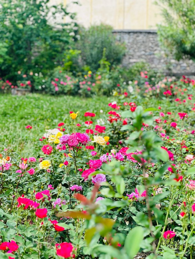 different color flwer .jpg