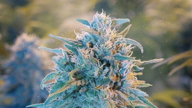 blue-dream-featured.jpg