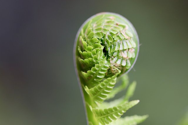 fern-6137756_1920.jpg