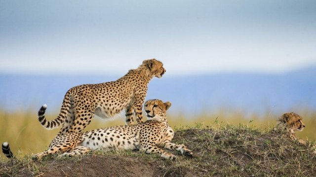 Best Tips for Big Cat Sighting on Tanzania Safari.jpg