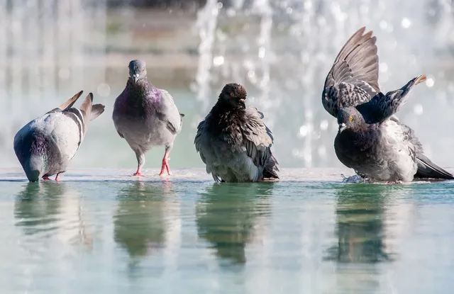 pigeons-9140092_1280.webp