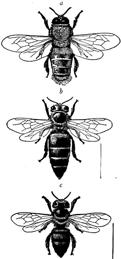 bees drone queen worker public expired 1911_Britannica_-_Bee_-_Apis_mellifica.jpg