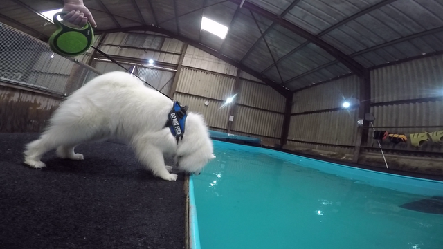 can samoyed swim