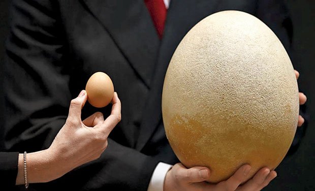 biggest-egg_0_0.jpg