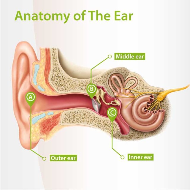 anatomy-of-the-ear.jpg