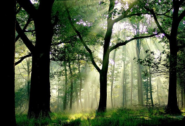 De-Hoge-Veluwe-Park-Netherlands.jpg