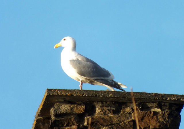 RD-X021-ChimneyGull.JPG