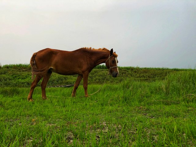 IMG_1950-01.jpeg