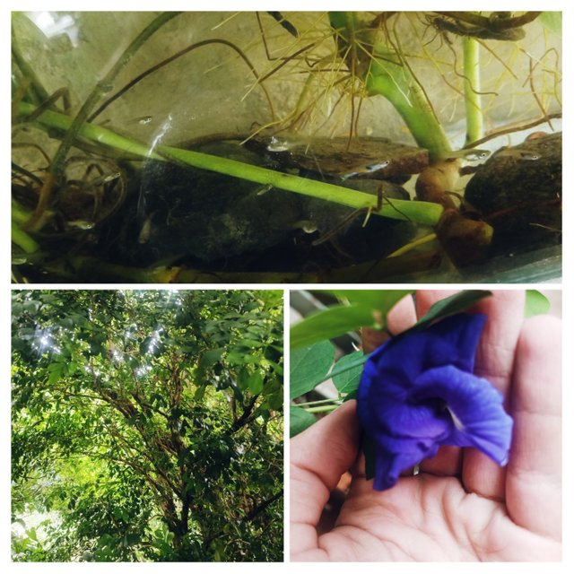 20250531_165533-COLLAGE.jpg