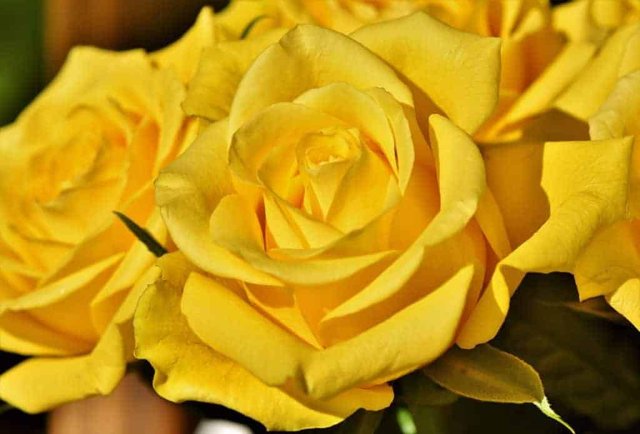 yellow-roses-meaning-1024x695.jpg