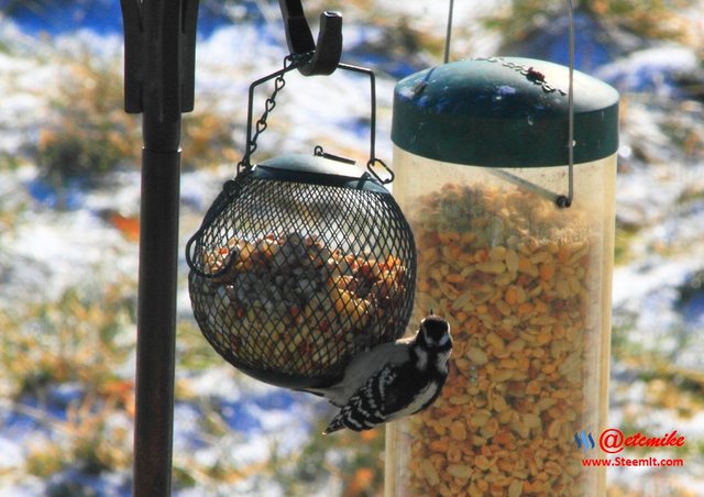 Hairy Woodpecker PFW08_0009.JPG