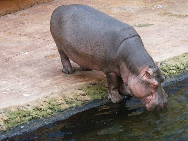 21-Hyppo_in_ZOO_Wroclaw-e1545527896478.jpg