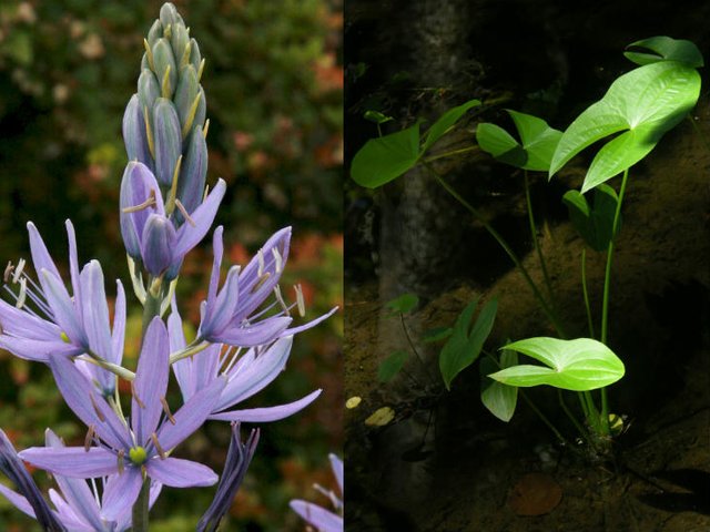 camas-wapato-edible-native-plants.jpg