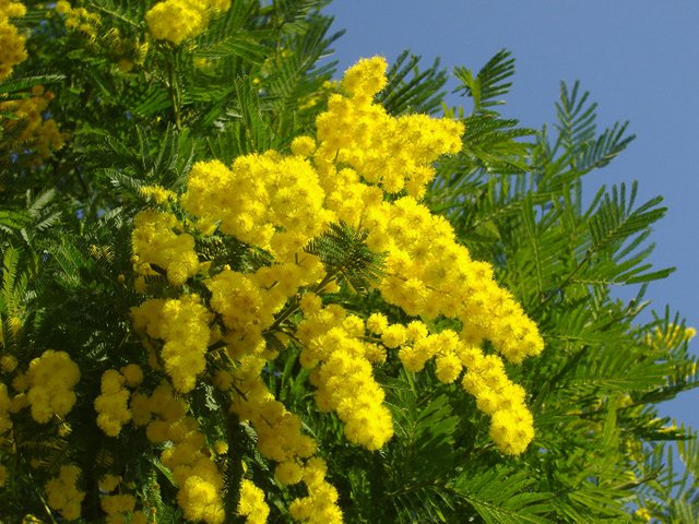 Mimosa_Closeup_Yellow_473984.jpg