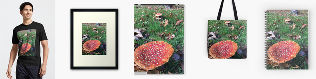 mushroomcollage1.png