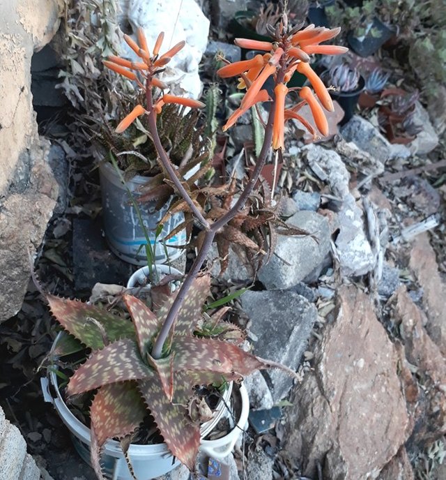 Aloe zebrina 1.jpg