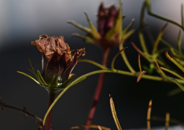 Cosmos dry flower 1.jpg