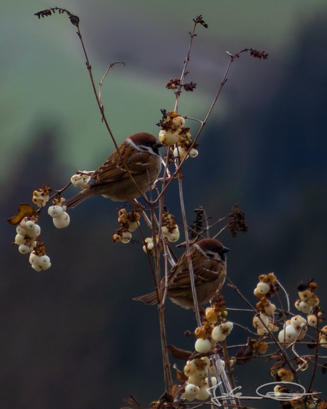 2018-12-25-Eurasian-Tree-Sparrow-02.jpg