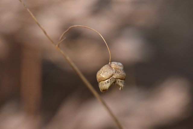 Briza dry flower.jpg