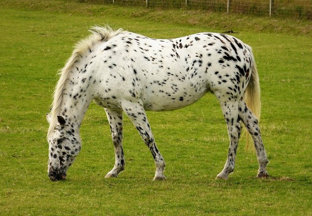 Appaloosa.jpg