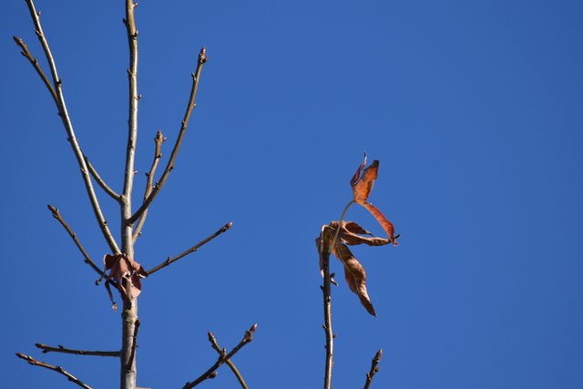 drystuff leaves blue sky.jpg