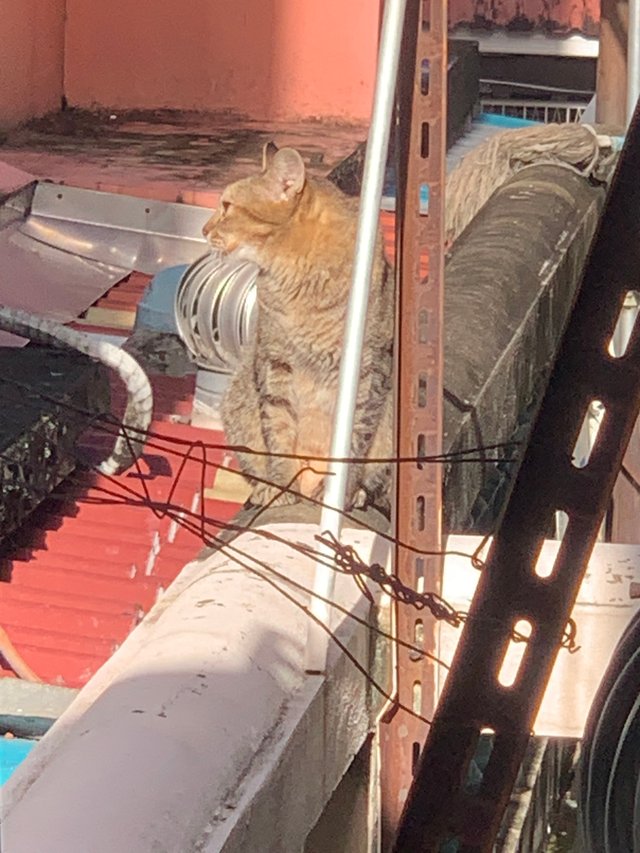 orange cat5.jpg