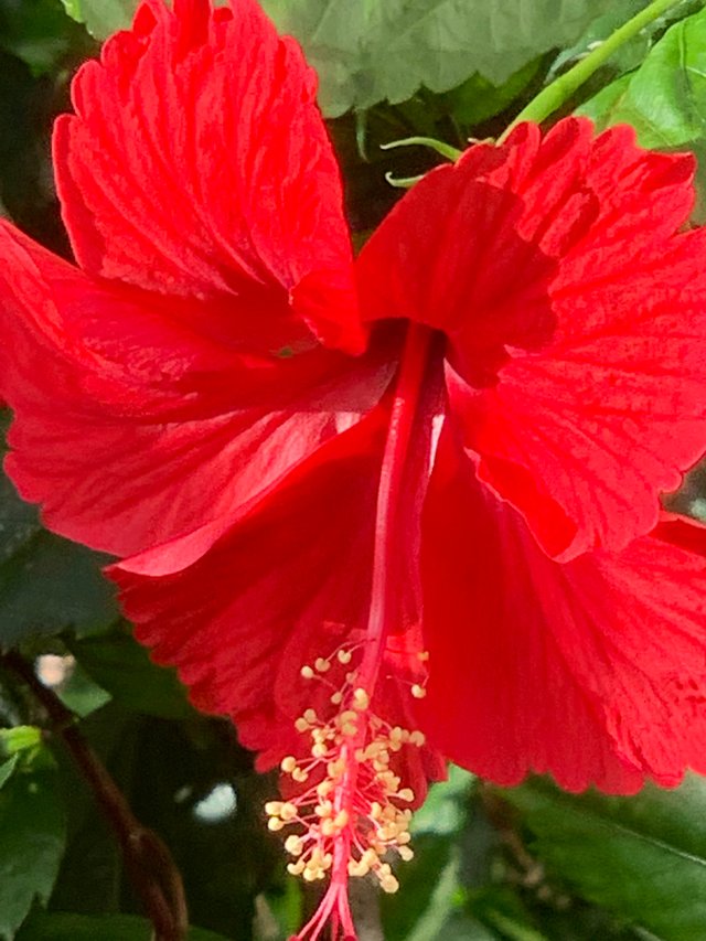 flower101.jpg