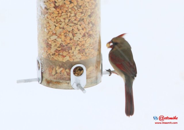 Northern Cardinal PFW10_0375.JPG