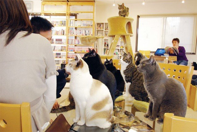 cafe-of-cats-640x428.jpg