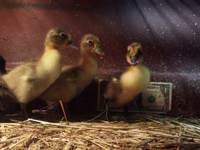 Baby Ducks and the Dollar 2.jpg
