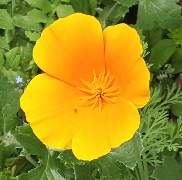 California poppy .jpg