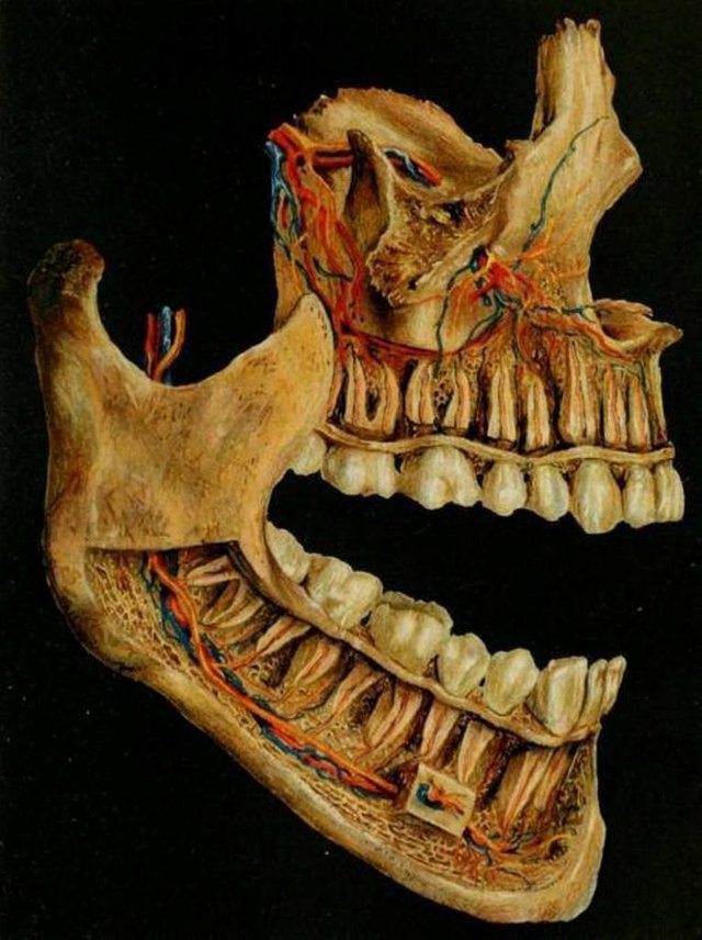 denti-sostegno-corpo.jpg