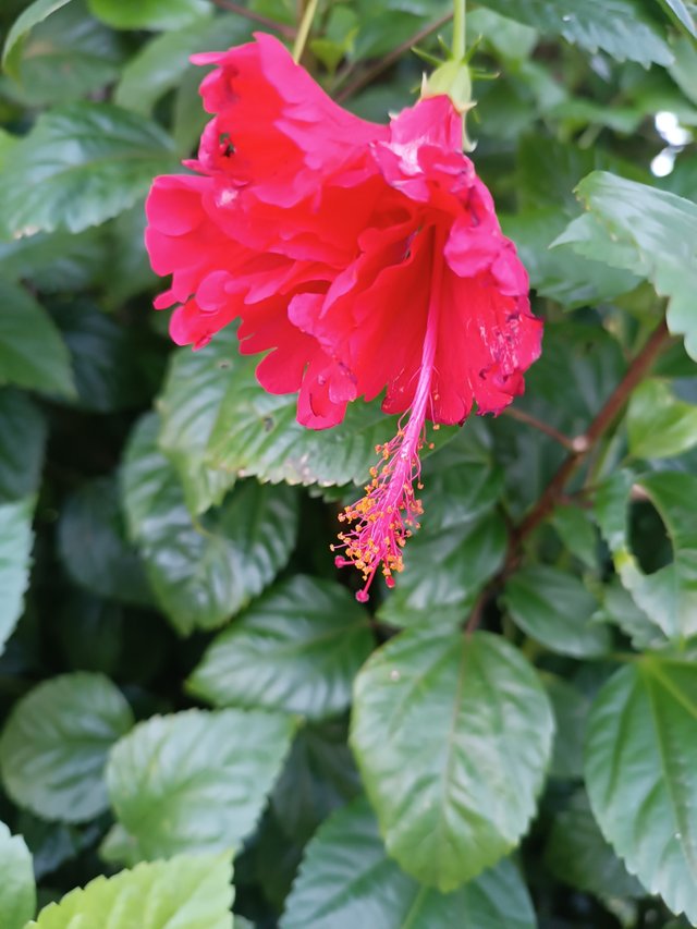 IMG_20250627_183217.jpg