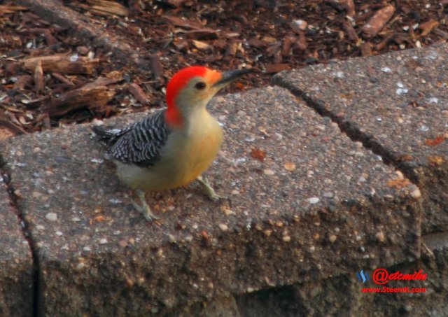 Red-bellied Woodpecker PFW0272.JPG