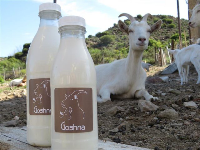 Goshna Goats Milk 121.JPG