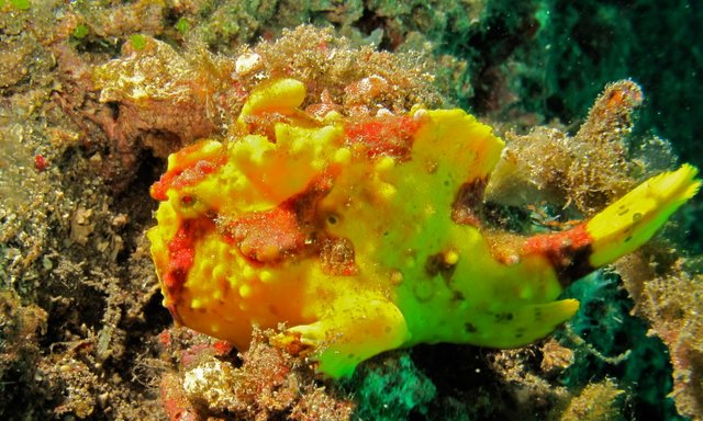 Clown_Frogfish_(Antennarius_maculatus)_(8470598015).jpg